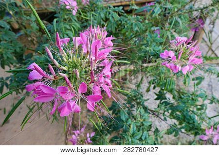 Top View Of Spider Flower On Blurred Branch And Leaf Background (cleome Spinosa,capparaceae)
