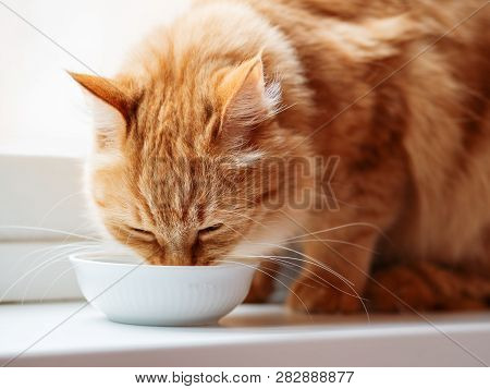 Close Up Photo Of Cute Ginger Cat Drinking Milk From White Bowl. Fluffy Thirsty Pet On Window Sill.