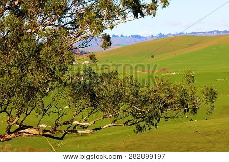 Eucalyptus Tree Overlooking Rolling Hills With Lush Green Grasslands Taken On Ranchlands In Coastal 