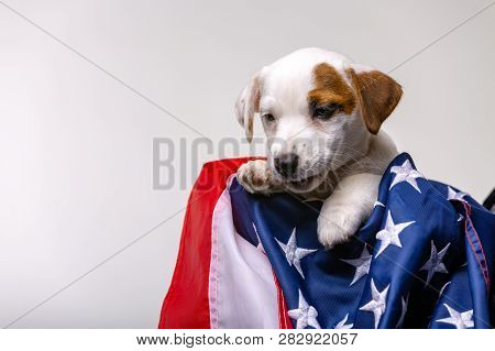 American Independence Day Concept, Cute Puppy Jack Russell Terrirer Pose With Usa Flag