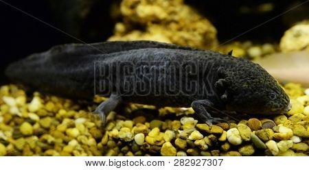 Axolotl Swimming Underwater Photography Of Black Salamande Marine Life Fish Tank Aquarium - Axolotl 