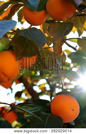 Persimmon tree with Ripe orange fruits in the autumn garden. Kaki plum tree, Japanese persimmon, Dio
