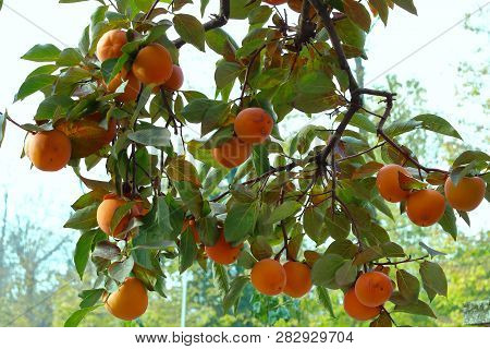 Persimmon Tree With Ripe Orange Fruits In The Autumn Garden. Kaki Plum Tree, Japanese Persimmon, Dio