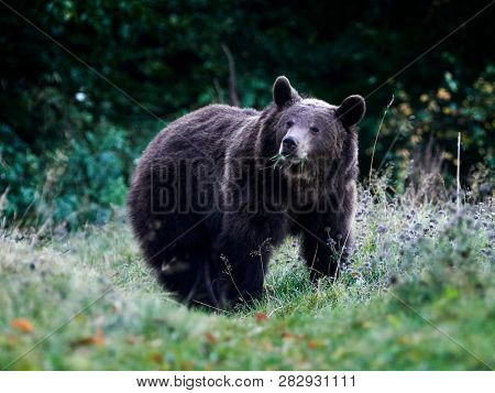 Eurasian brown bear (Ursus arctos arctos), also known as the European brown bear