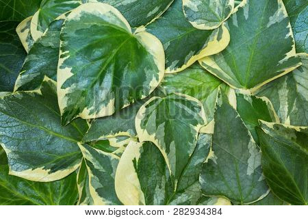  ?lose-up of Algerian ivy (Hedera Algeriensis)  leaves. Abstract green background with picturesque two-color leaves.