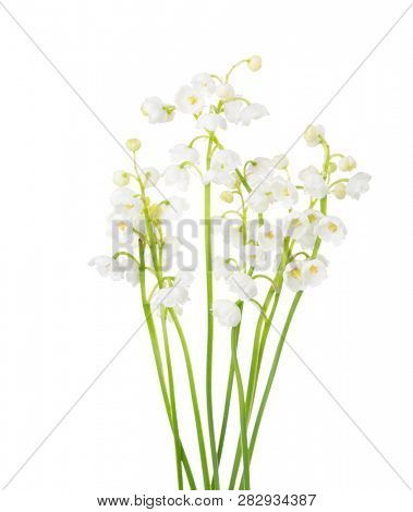 Sprigs of Lily of the Valley isolated on white background. 