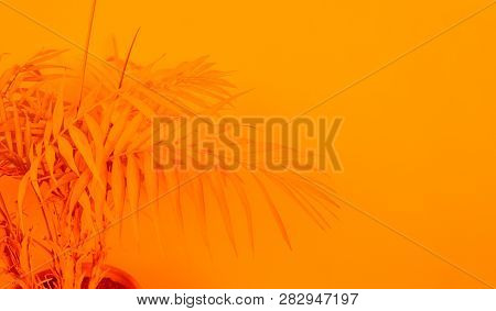 Palm Home Flower Of Yellow Color. Orange Background