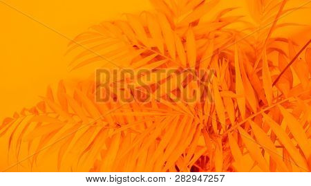 Palm Home Flower Of Yellow Color. Orange Background
