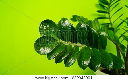 Zamioculcas Home Flower Of Green Color. Lime Background.
