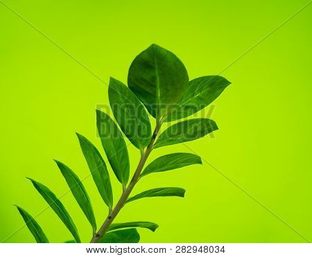 Zamioculcas Home Flower Of Green Color. Lime Background.