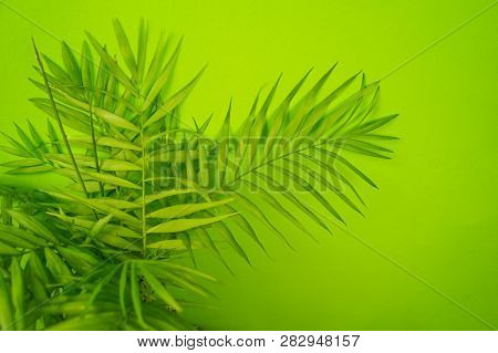 Palm Home Flower Of Green Color. Light Green Background.