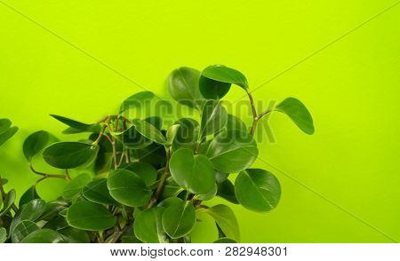 Peperomia Home Flower Of Green Color. Lime Background.