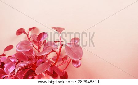 Peperomia Home Flower Of Coral Color. Pink Background.