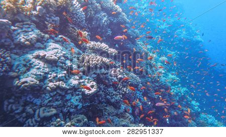 The Underwater World Of The Red Sea, Corals, A Flock Of Fish Antias Golden