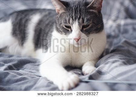 Download Free Grayish Yellow Images Illustrations Vectors Free Bigstock PSD Mockup Template