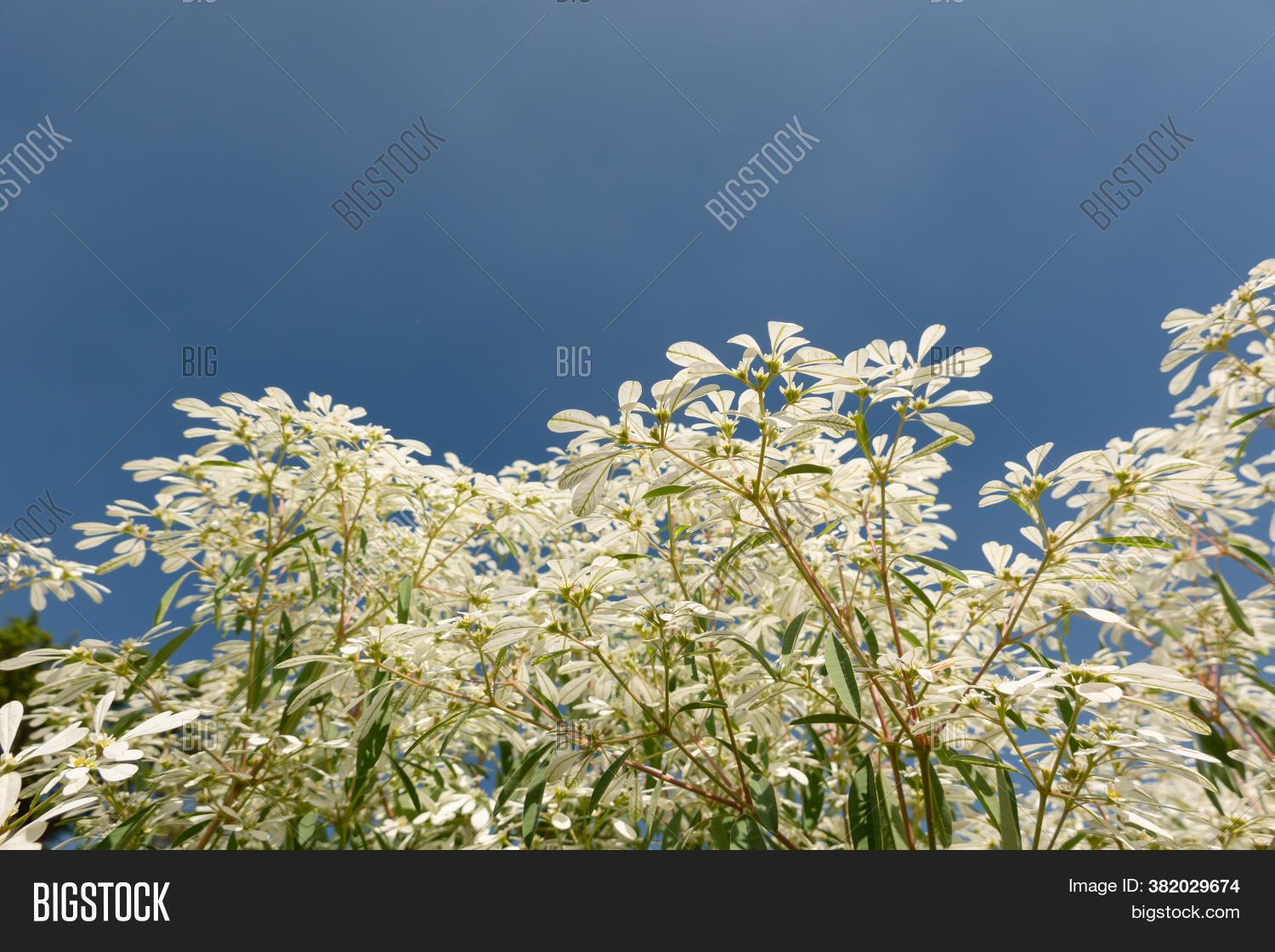 White Pascuita Flowers Image & Photo (Free Trial) | Bigstock