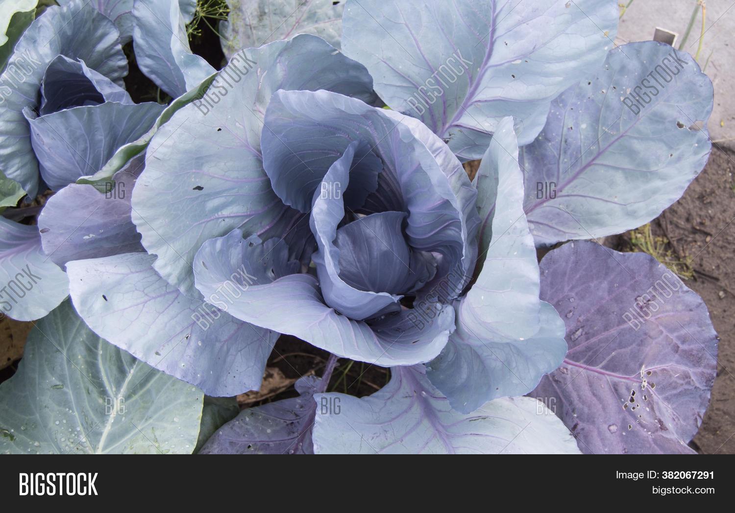 Red Cabbage Growing Image & Photo (Free Trial) Bigstock