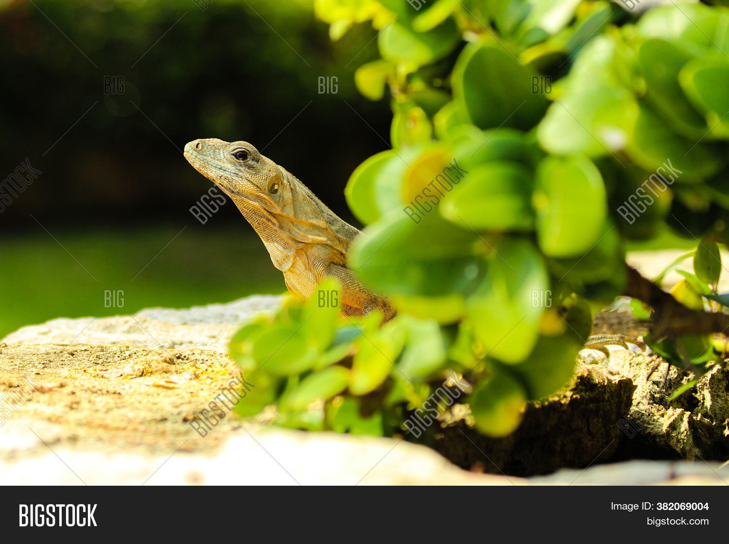 Lizard Hidden Between Image & Photo (Free Trial) | Bigstock