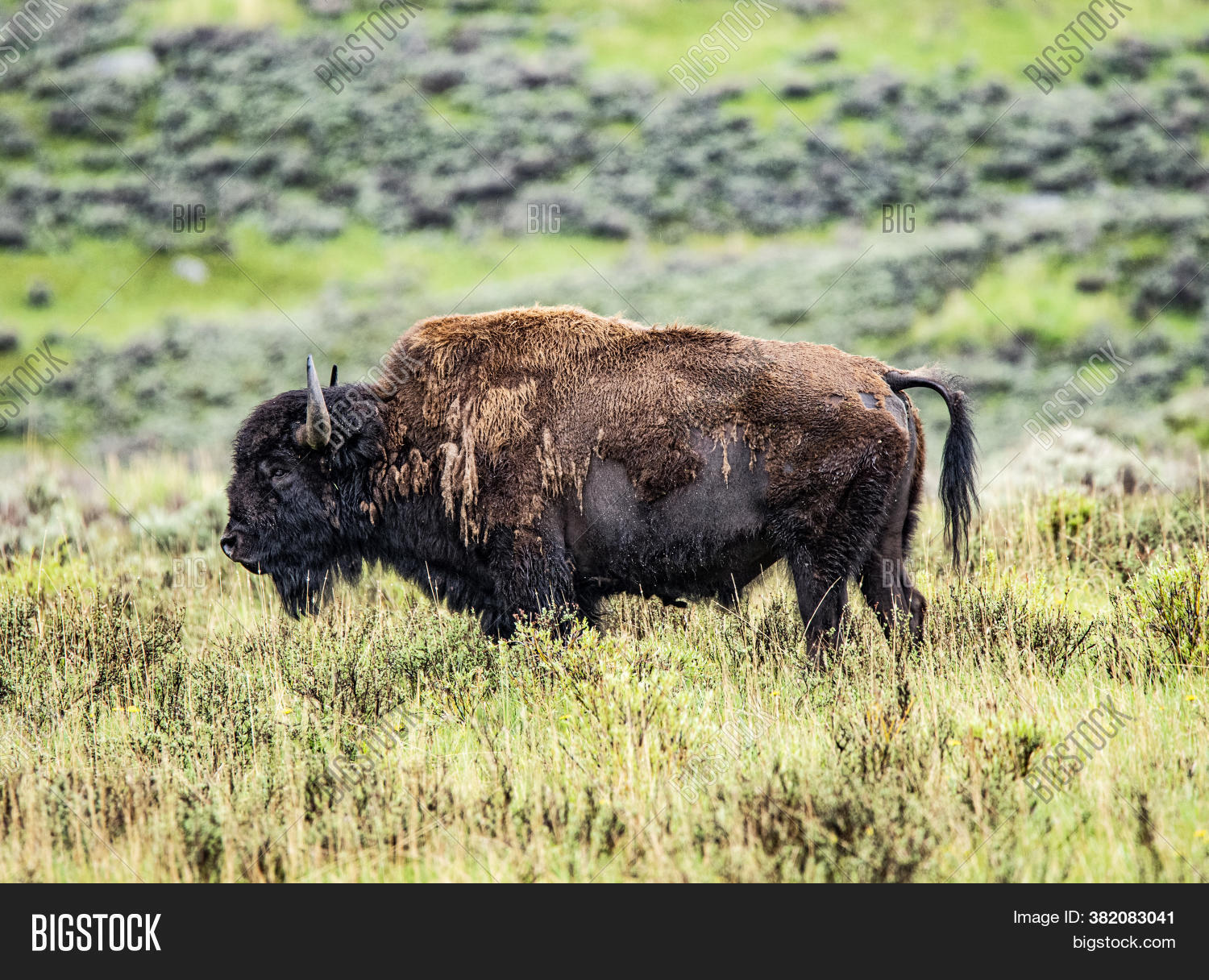 Adult Buffalo Bull Image & Photo (Free Trial) Bigstock