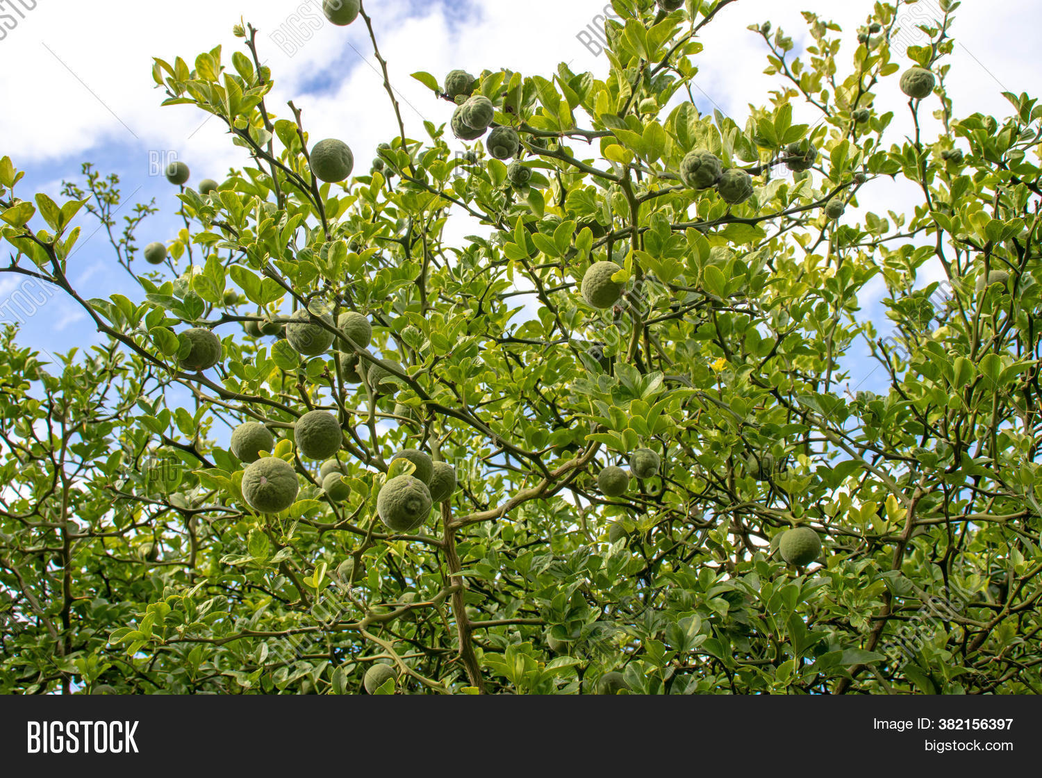 Trifoliate Orange Image & Photo (Free Trial) Bigstock