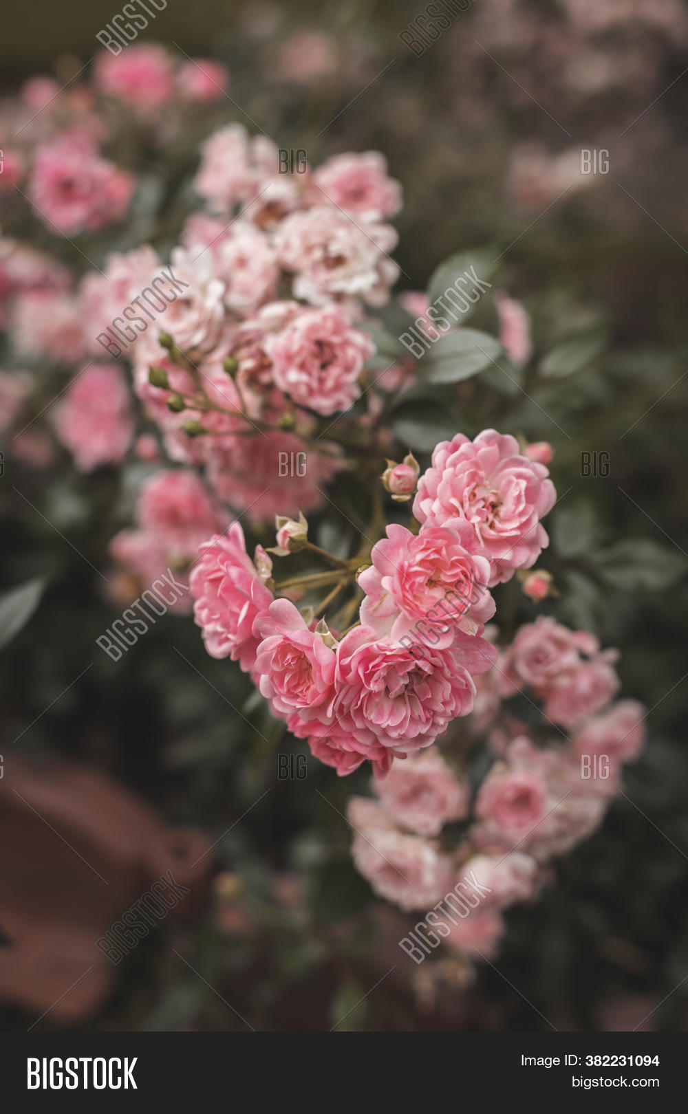 Roses Bloom, Blush Image & Photo (Free Trial) Bigstock
