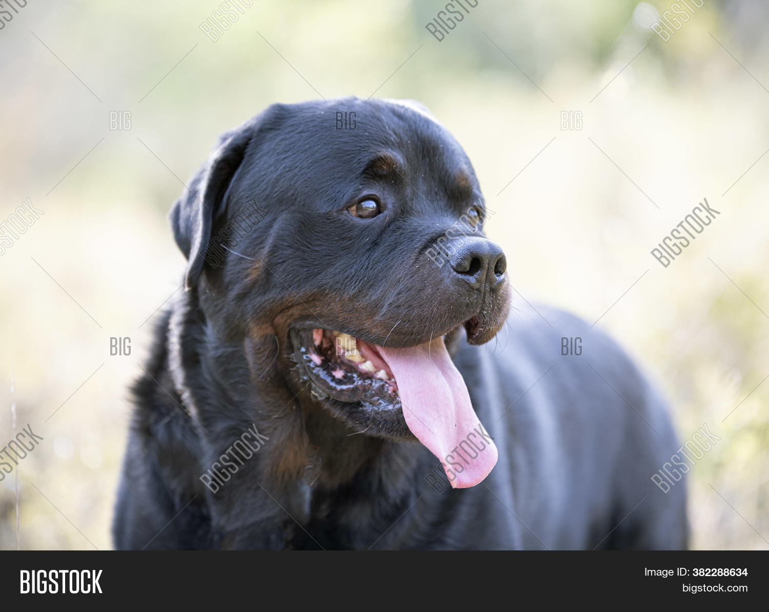 Purebred Rottweiler Image & Photo (Free Trial) Bigstock