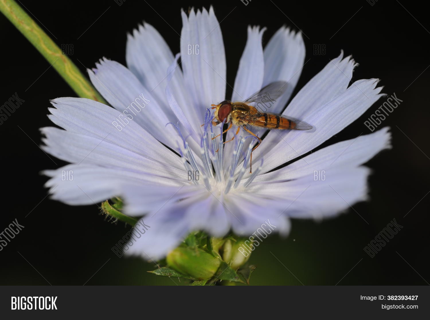 Hoverfly, Flower Fly, Image & Photo (Free Trial) Bigstock