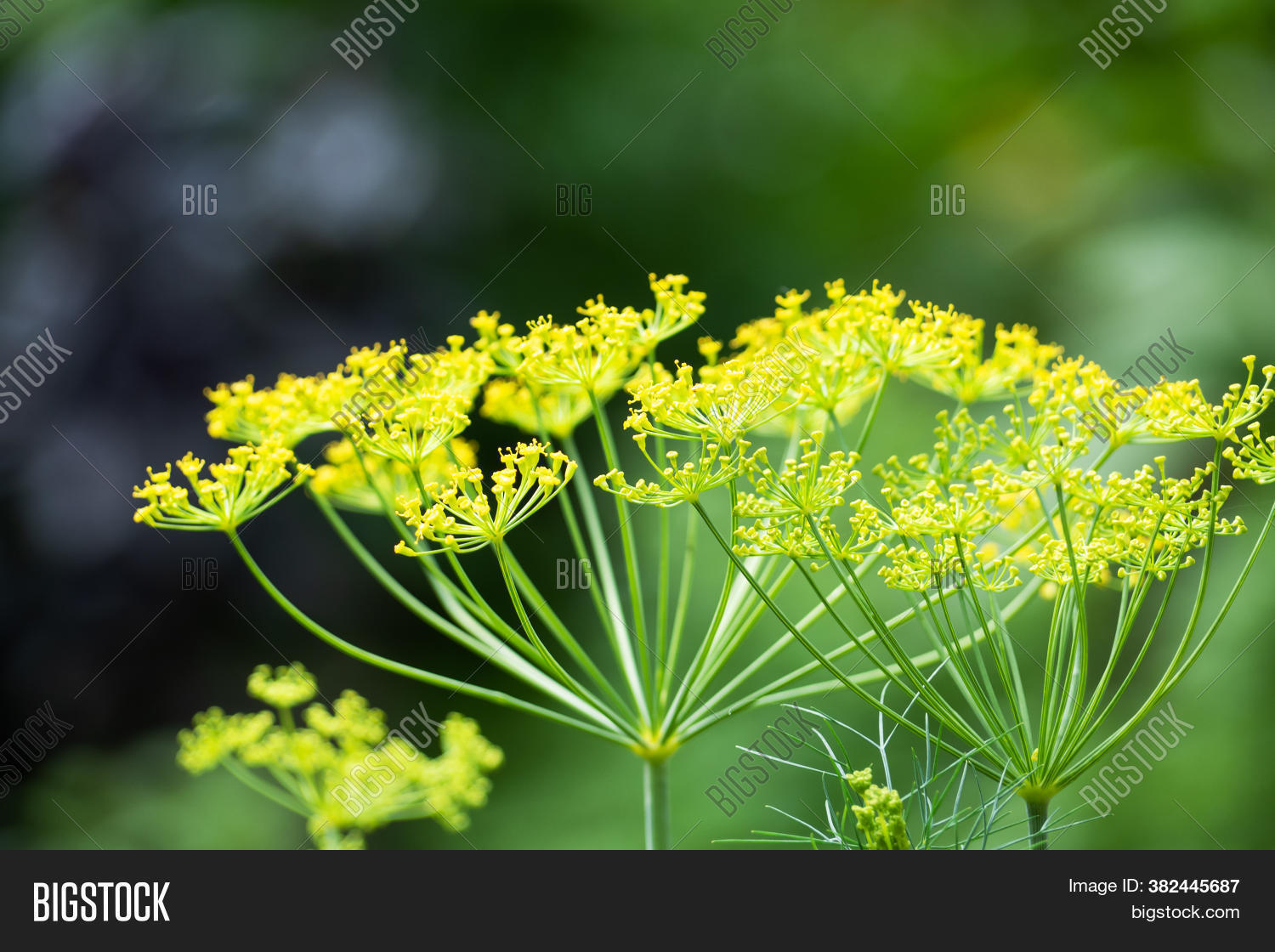 Dill Yellow Image & Photo (Free Trial) Bigstock