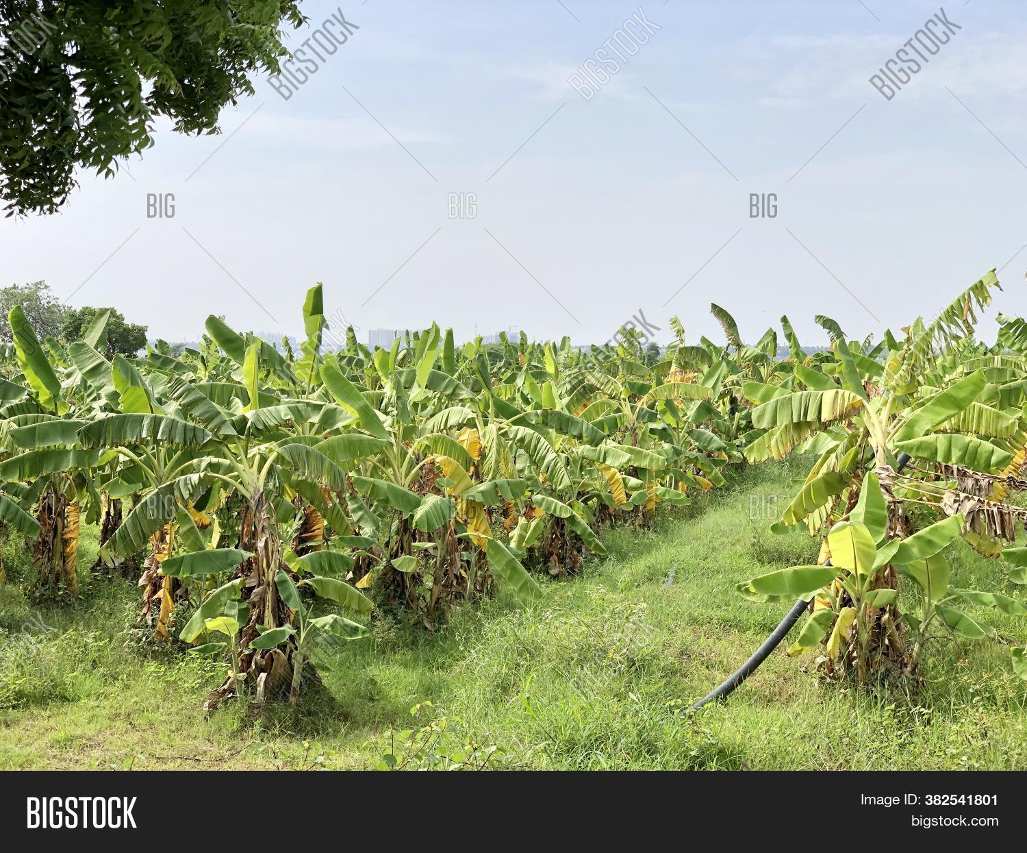 Banana Plantation Image & Photo (Free Trial) Bigstock