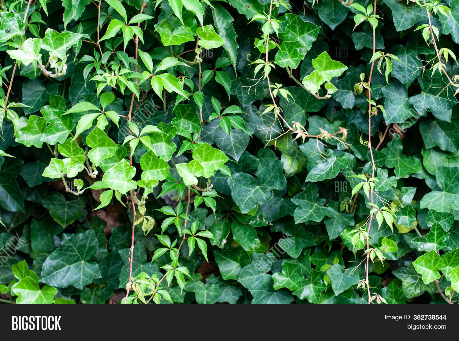 Climbing Plants Ivy Image & Photo (Free Trial) Bigstock