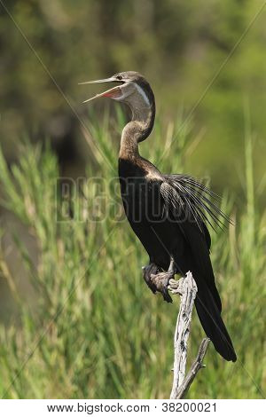 Uccello africano Darter