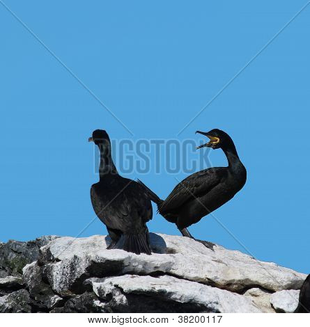 Cormorani