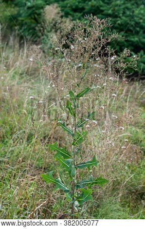 A Tall Plant Of A Rough Hawksbeard In An Uncultivated Meadow With Fluffy White Seed Heads