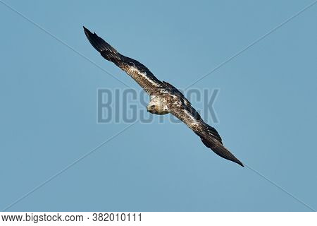 The Booted Eagle in flight (Aquila pennata)