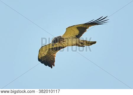 The Booted Eagle in flight (Aquila pennata)