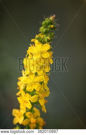 Common Agrimony, Church Steeples Or Sticklewort, Agrimonia Eupatoria Flower In Bloom In The Summer