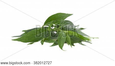 Andrographis Paniculata Plant Herbs On White Background