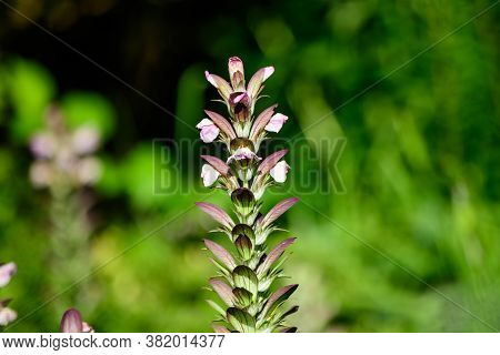 Many Small White Flowers Of Acanthus Mollis Plant, Commonly Known As Bear's Breeches, Sea Dock, Bear