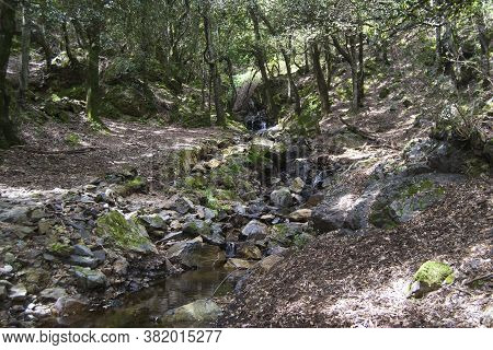 View Of The Musui Forest, Sarrabus, Sinnai