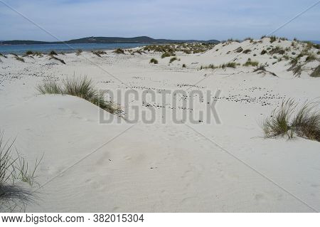 View Of The Arenas Biancas Beach And His Dunes, Teulada, Sulcis