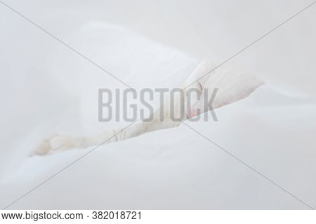 White Cute Cat Sleeps In A Sheet. The Concept Of Pets, Comfort, Cleanliness. Copspace.