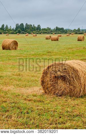 Baystacks In The Form Of Rolls On An Agricultural Field. Rural Landscape.
