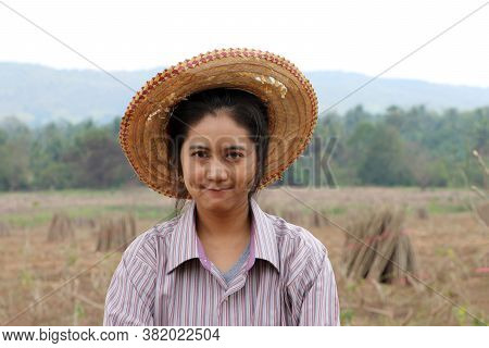 Female Farmer Standing And Out Focus The Stack Of Tapioca Limb In The Cassava Farm.