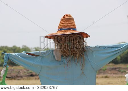 Scarecrow Or Strawman Setting On The Field, Usually Made To Resemble A Human Figure, Set Up To Scare