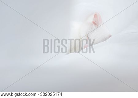 White Cute Cat Sleeps In A Sheet. The Concept Of Pets, Comfort, Cleanliness. Copspace.