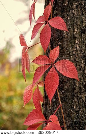 Autumn Coloration. Deciduous Climber In Fall. Virginia Creeper Plant On Tree Trunk Background. Ivy P