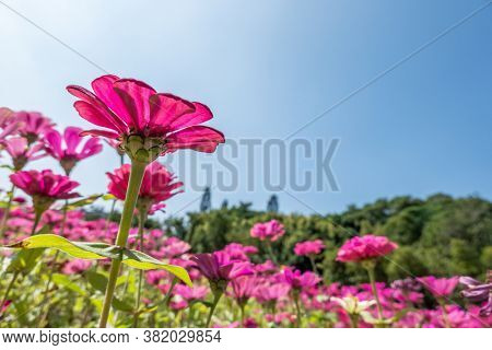 pink cosmos flowers farm under blue sky in the outdoor
