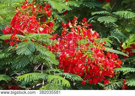Blossoming Tree Albizia Lenkoran Or Silk Color, Silk Acacia, Silk Tree, Gul-ebrishim. Northern Cypru