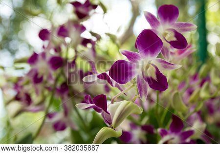 Orchid Flowers Are Purple Combined With Many White Flowers. They Bloom Beautifully