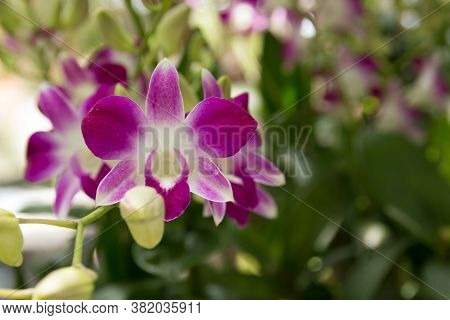 Orchid Flowers Are Purple In Combination With White. They Bloom Beautifully